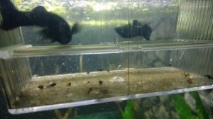 Роды Моллинезии.  Размножение или нерест моллинезии. Моллинезия лира.