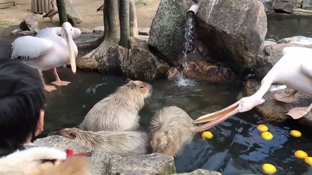 60 Interesting Animal Moments Caught On Camera смотреть онлайн