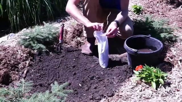 How to plant bare root Wisteria смотреть онлайн