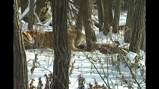 Siberian Tiger hunting Video | Siberian Tiger chase and kill deer смотреть онлайн