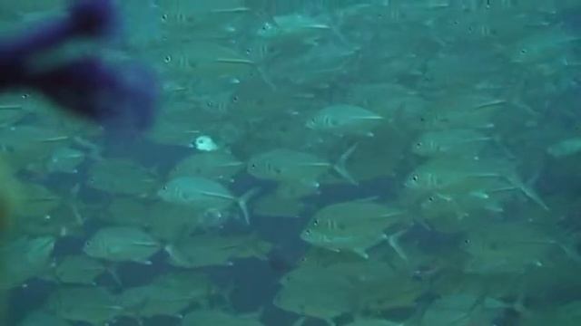 Caranx Malabaricus. Стая каранксов