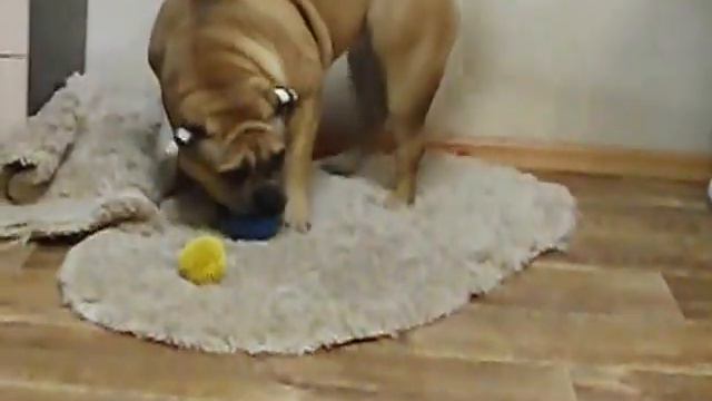 Кадебо резвятся дома смотреть онлайн