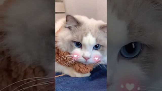 听到这个声音，小猫咪眼睛都变圆啦~#萌宠出道计划#猫 смотреть онлайн