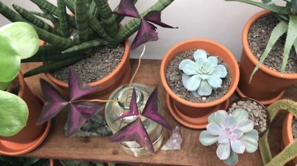 Oxalis Triangularis Rooting in Water!