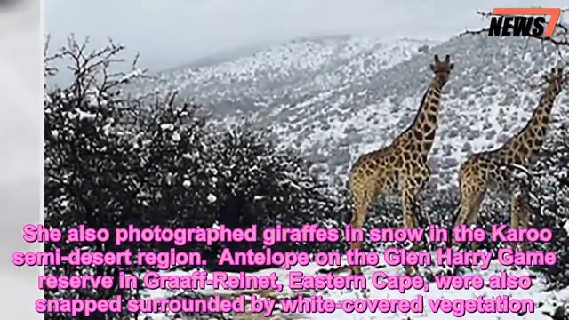 Animals chill out after blizzards hit South Africa - 247 news смотреть онлайн