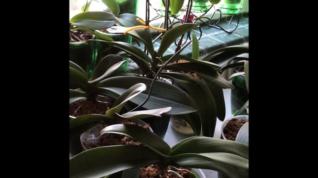 Полив и обзор орхидей в октябре!