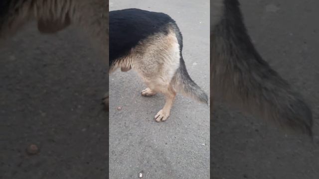 04.01.23 У нас новенький! потеряшка овчар-восточник смотреть онлайн