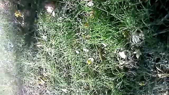 Травинка среди камней. Медицина Дзен. смотреть онлайн