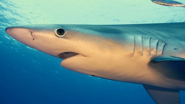 Животные - Настоящее Кинематографическое Видео 12K HDR 60fps Dolby Vision смотреть онлайн