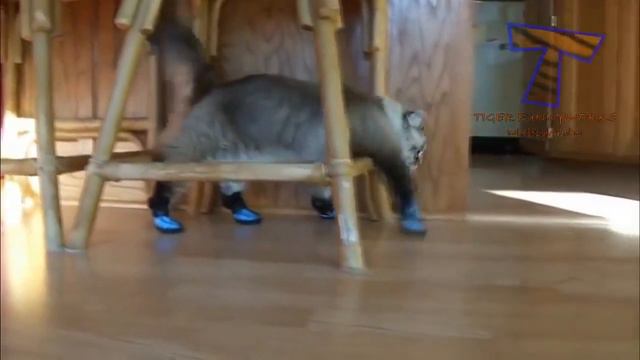 Коты и собаки в тапочках Cats and dogs wearing shoes смотреть онлайн