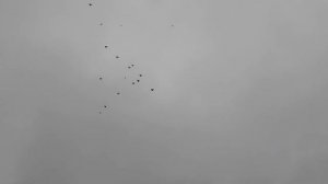 ПОЛЁТ НИКОЛАЕВСКИХ ГОЛУБЕЙ 2023 АЮТА