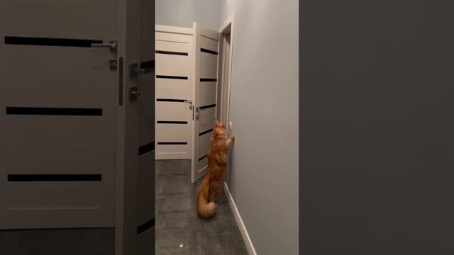 Котик Мейн-Кун Симба 🦁 смотреть онлайн