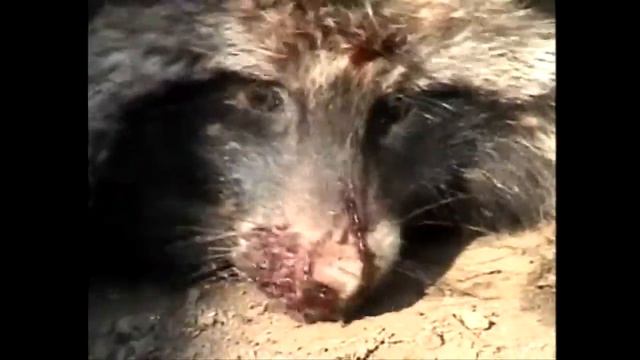 china fur.mp4 смотреть онлайн