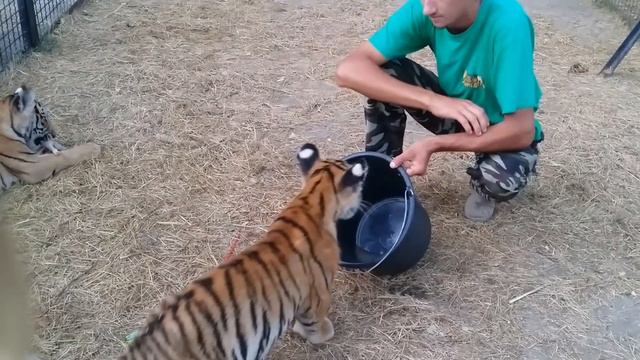 Как кипер Витя малышей кормил. Тайган, август 2018 смотреть онлайн