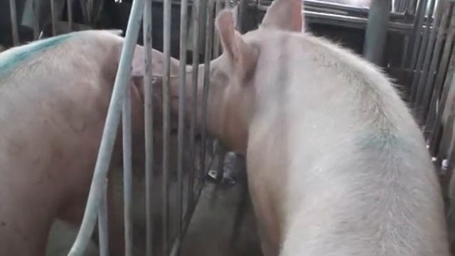 Zastita Betona - Penetron Admix Sistem