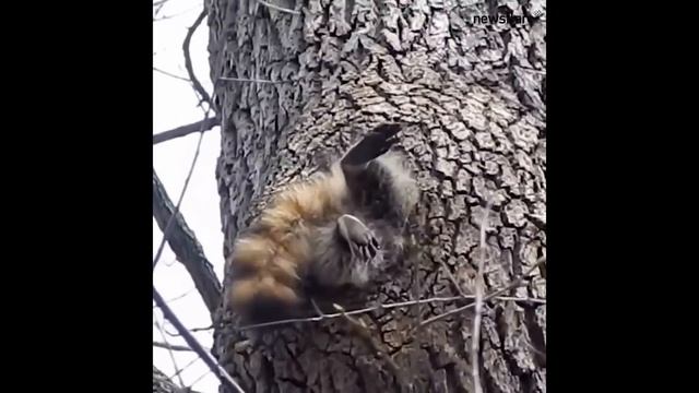 Прям как в сказке про винни пуха и пяточка, только тут белка (или енот может быть) смотреть онлайн