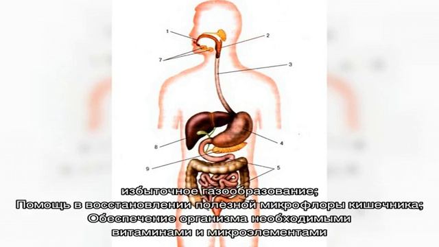 Лечение метеоризма в домашних условиях смотреть онлайн