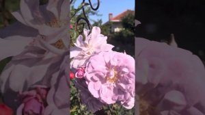 Рейні Блю (RAINY BLUE) троянда японської селекції@СвітРоузГарден