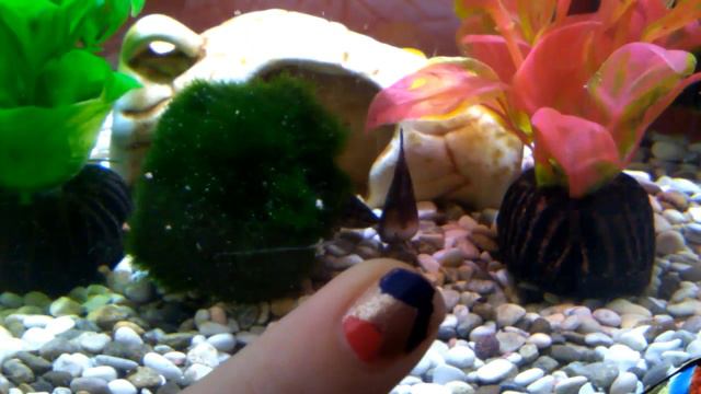 Моя рыбка умирает!!!!!!!!!!!!! смотреть онлайн