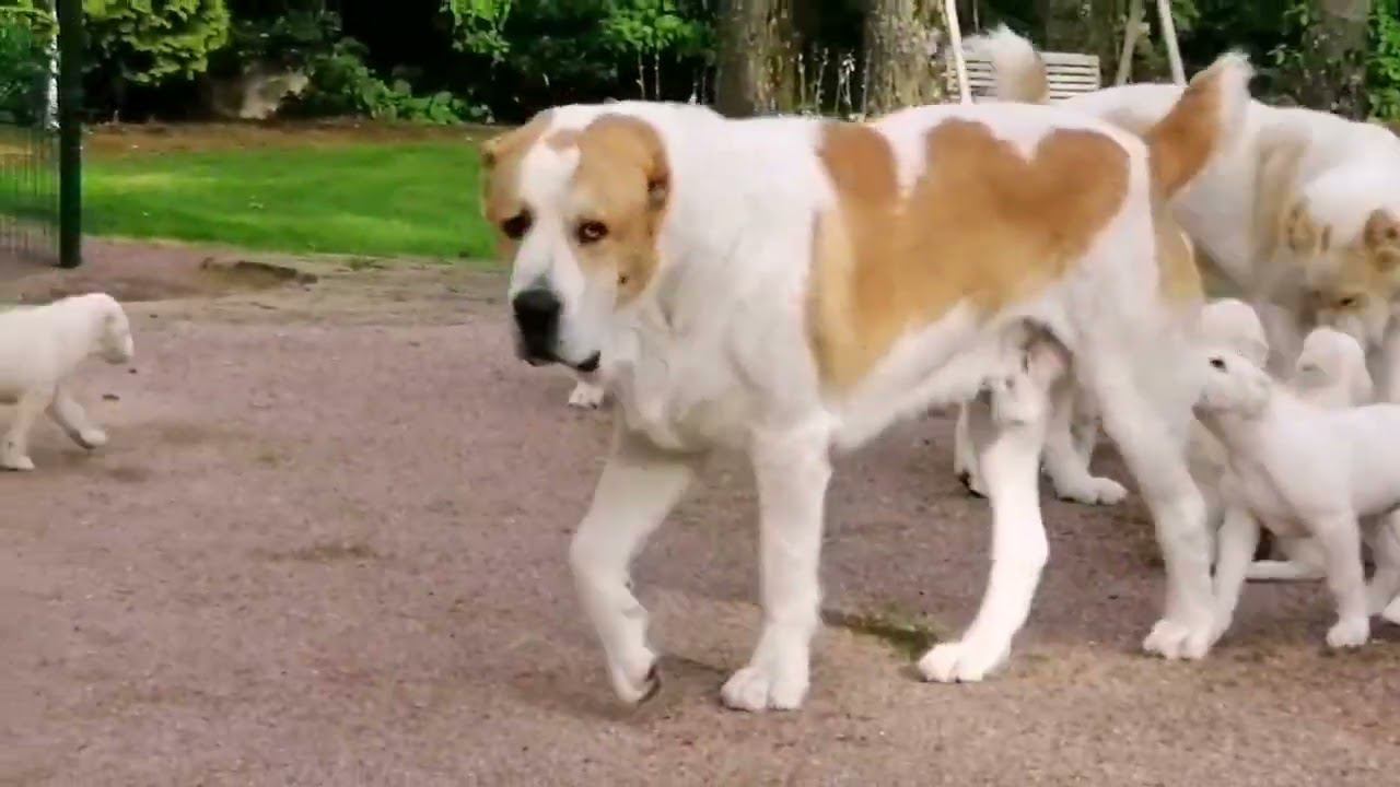 Многодетный папка смотреть онлайн