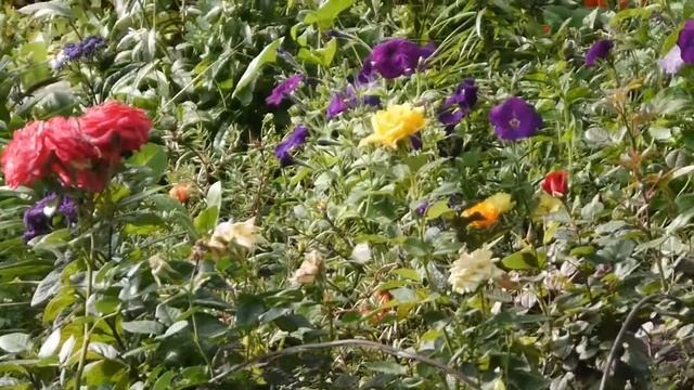 О, бабочки!.. смотреть онлайн