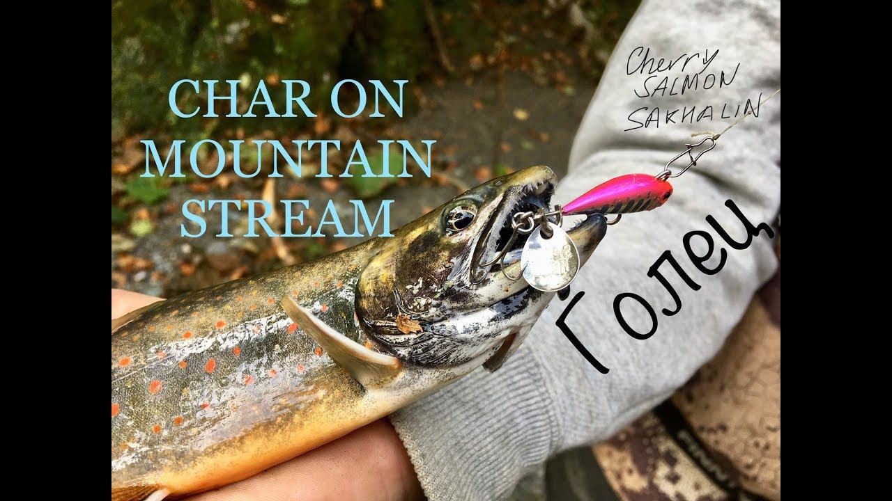 Голец на горной реке - Char on mountain stream.