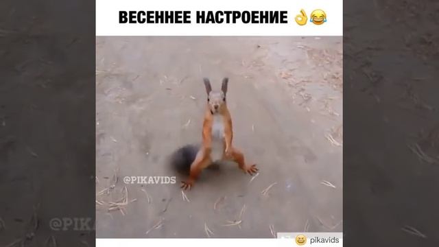 Пьяная белка смотреть онлайн