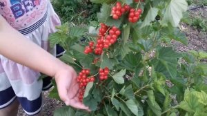 Красная смородина Руднеус