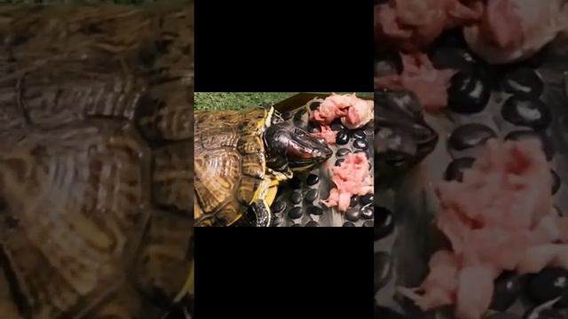 водная красноухая черепаха ? ? #черепаха#красноухаячерепаха смотреть онлайн