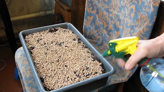 Посев пшеницы. Выращивание пшеницы в домашних условиях. Засеваем пшеницу в лотки. смотреть онлайн