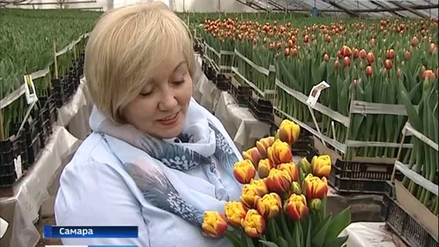 Тюльпаны 2019 смотреть онлайн