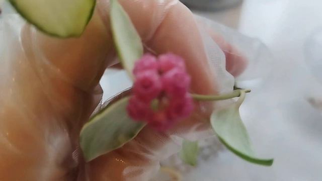 Хойя Хешкелиана альбо и хойя Хешкелиана вариегата.               10 декабря 2023 г.