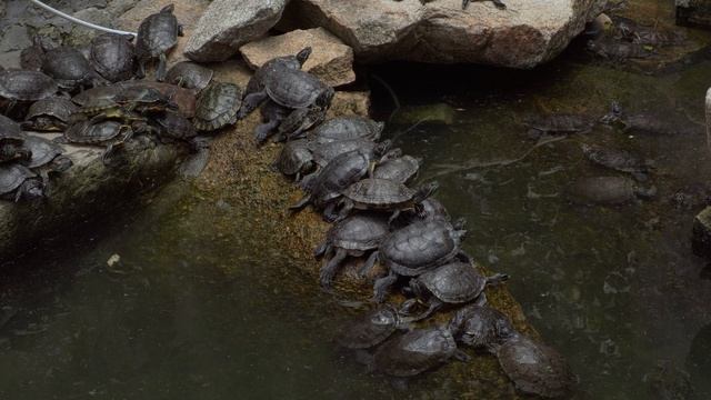 Panasonic HC X1500 TEST смотреть онлайн