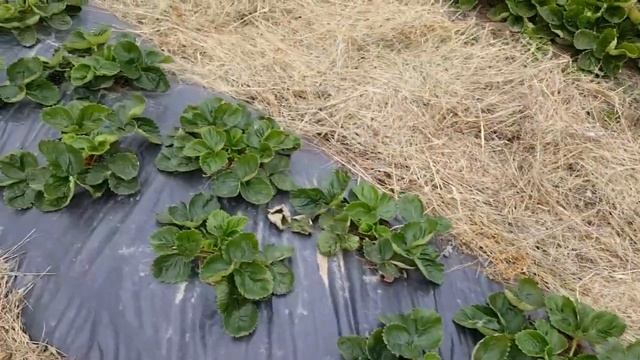 Клубника в октябре. Азия, сенсация, малиновое наслождение, тарда и другие смотреть онлайн