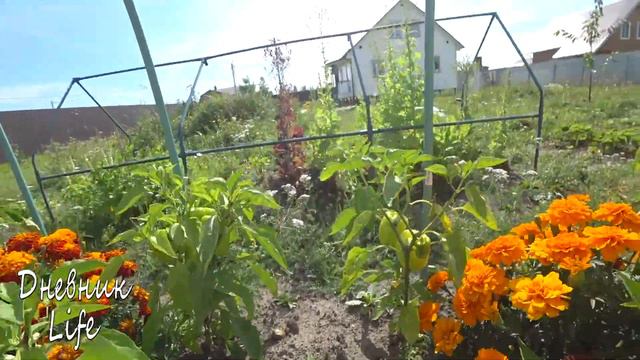 МОЙ ОГОРОД НА КОНЕЦ ЛЕТА ОБЗОР 2020 смотреть онлайн