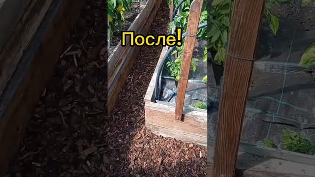 Теперь всегда чистые проходы в теплице! смотреть онлайн