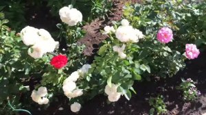 Красивые розы. Французские розы Колоссаль Мейян и Бланк Мейяндекор.