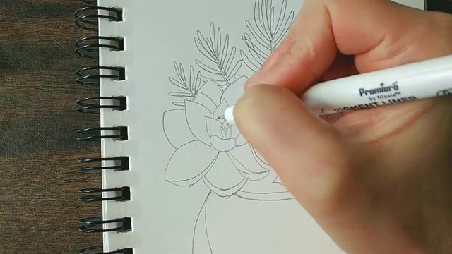 Simple drawing/ succulents/ cactus step-by-step ep.3 | Doodles for beginners смотреть онлайн
