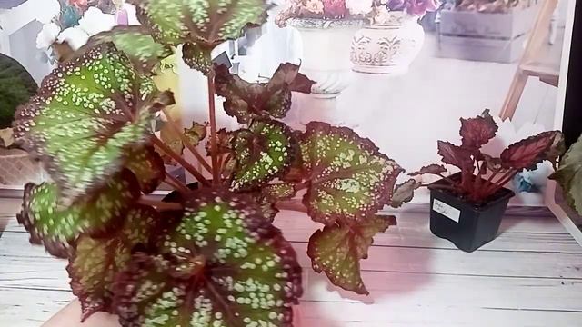 Немного красоты. Бегошки. смотреть онлайн