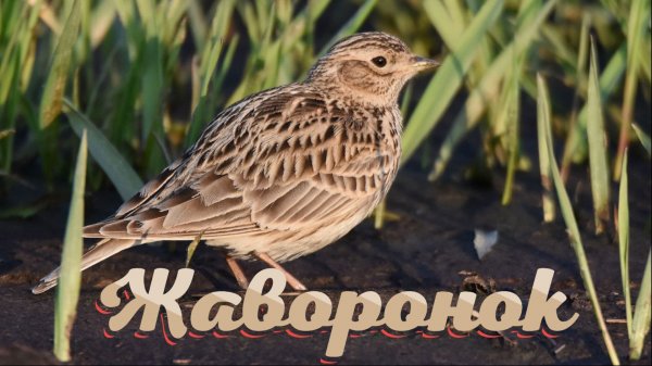 Жаворонок  lark