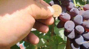 Виноград Кишмиш Ютал