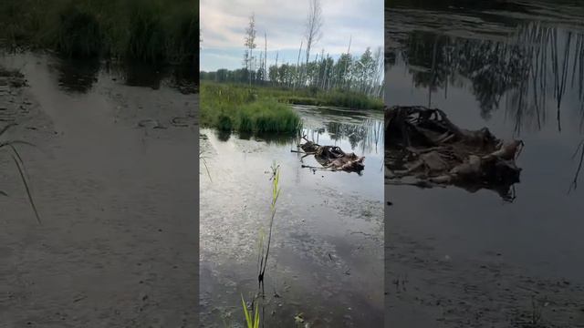 Шли, шли- труп нашли) смотреть онлайн