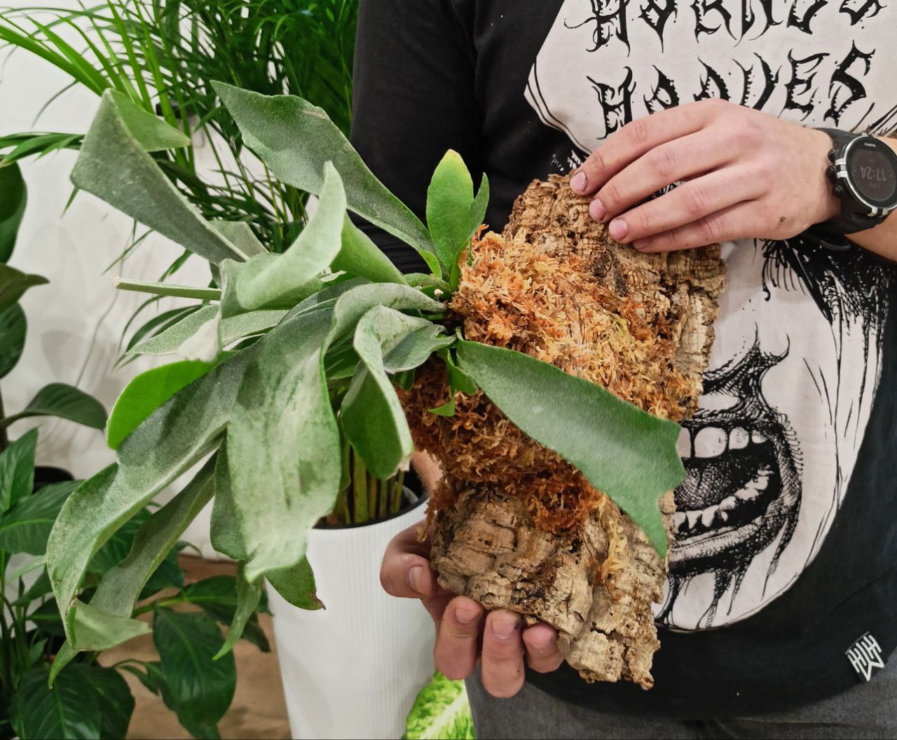 Мастер-класс посадки платицериума на блок 08.10.2022.mp4