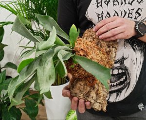 Мастер-класс посадки платицериума на блок 08.10.2022.mp4