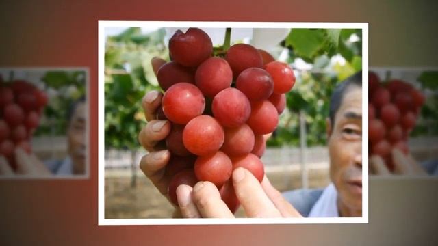 ✔ Виноград слайд для детей и подростков интересные факты о винограде МСЦ ЕХБ Новинка 2022 смотреть онлайн