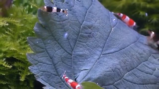 Аквариумные креветки Кристаллы (Стаханов) смотреть онлайн