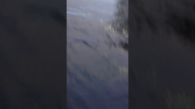 Вуокса 2015 щука на хорватское яйцо своими руками ! смотреть онлайн