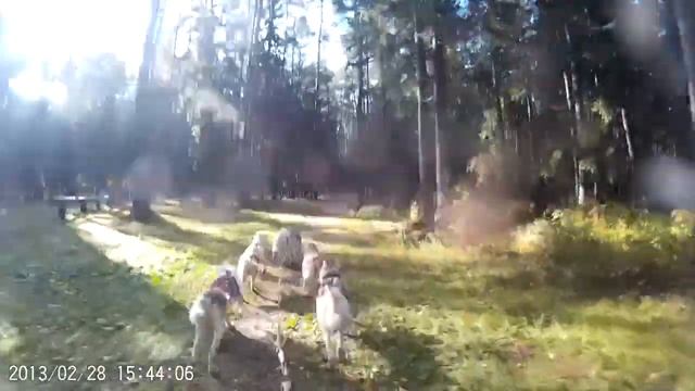 УПРЯЖКИ СОБАК смотреть онлайн