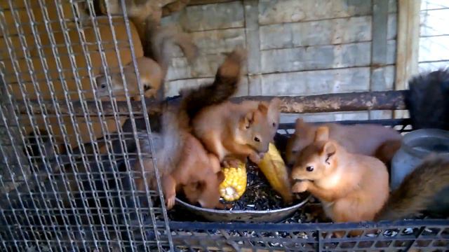 Пенсионер из воронежской глубинки держит у себя 15 белок смотреть онлайн