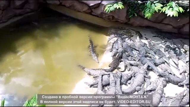 крокодилья ферма смотреть онлайн